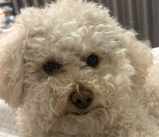 Cookie   Photo